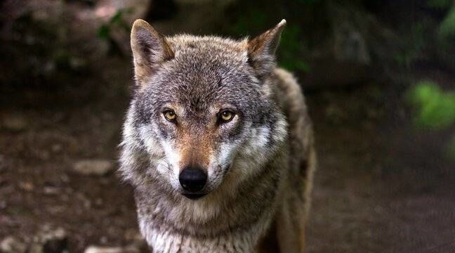 Fiche réflexe à destination des détenteurs d'animaux pouvant être victimes de la prédation du loup
